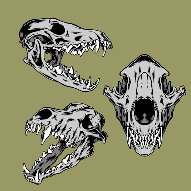 Detail Skull Picture Nomer 40