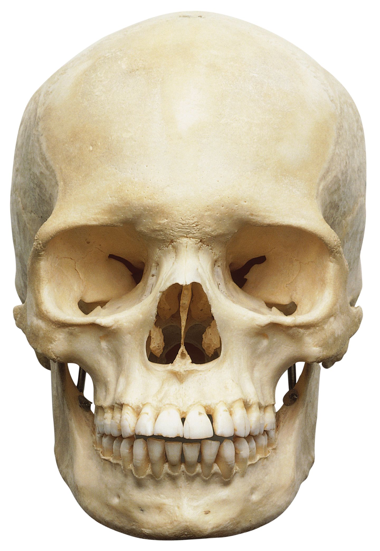 Detail Skull Picture Nomer 5