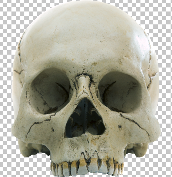 Detail Skull Pile Png Nomer 52