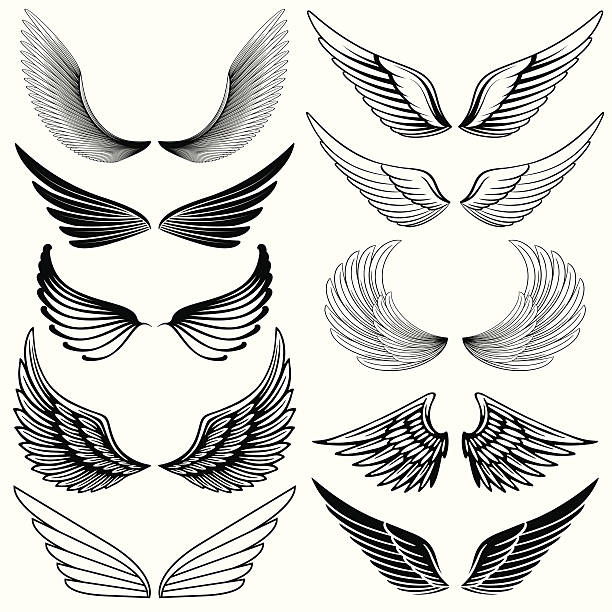 Detail Wing Vector Free Download Nomer 5