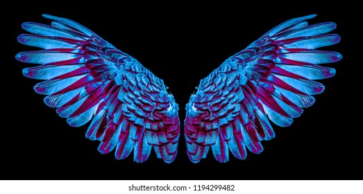 Detail Wings Background For Editing Nomer 21