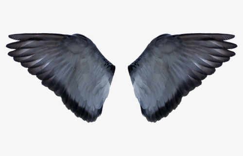 Detail Wings Background For Editing Nomer 40