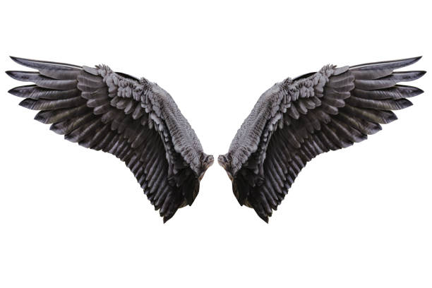 Detail Wings Black Nomer 12