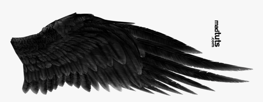 Detail Wings Black Nomer 27