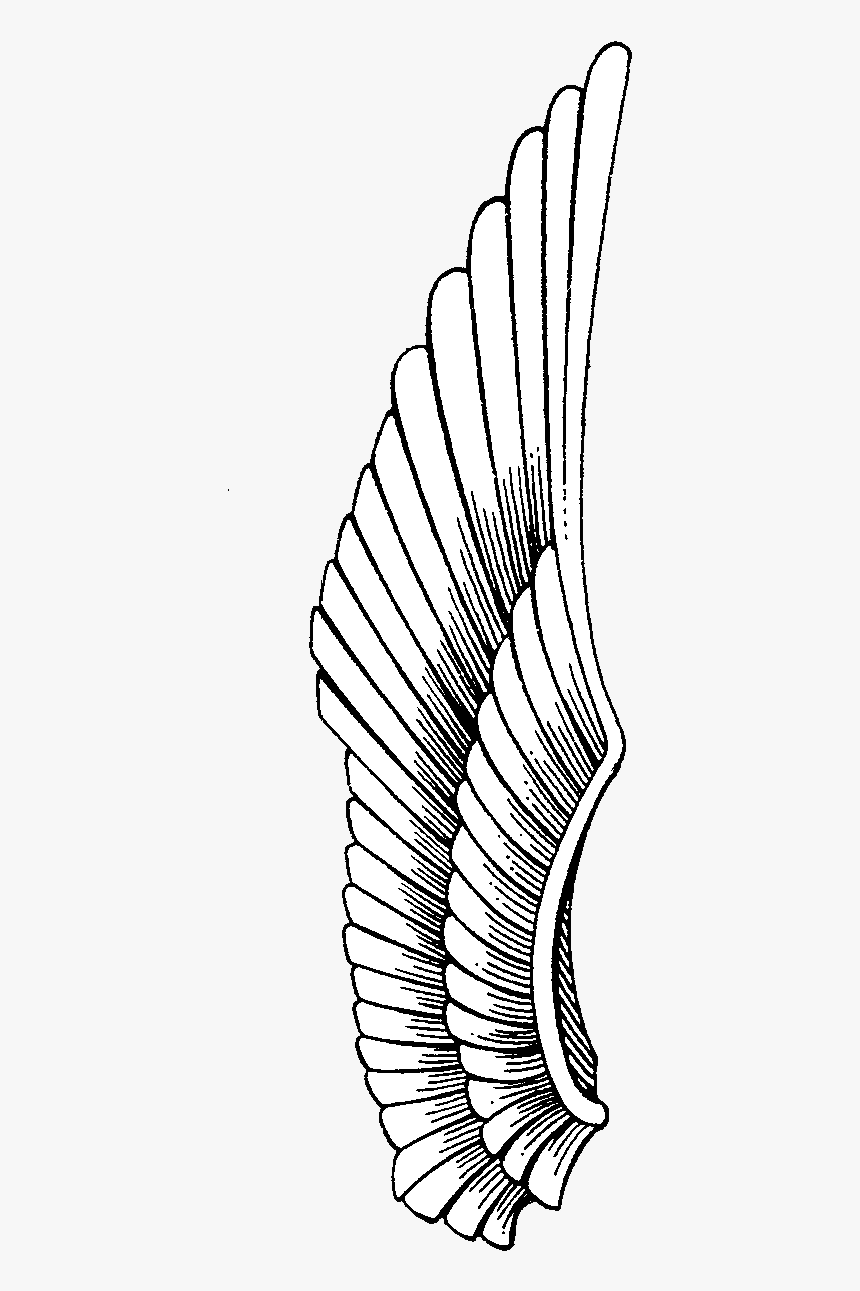 Detail Wings Drawing Png Nomer 39