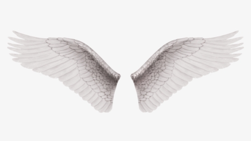 Detail Wings For Editing Nomer 14