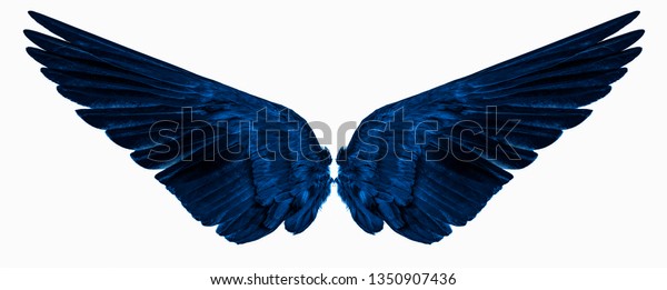 Detail Wings For Editing Nomer 56