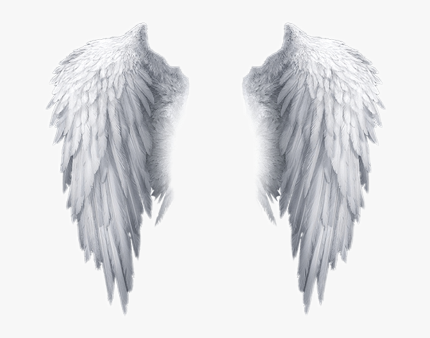 Detail Wings No Background Nomer 10