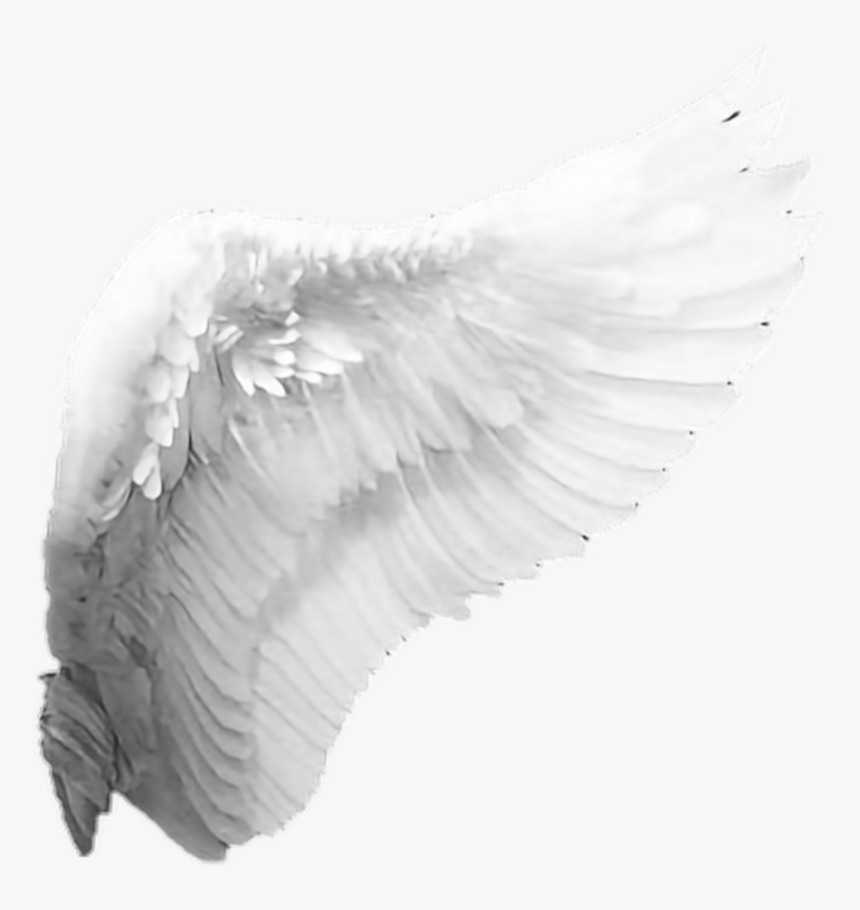 Detail Wings No Background Nomer 12