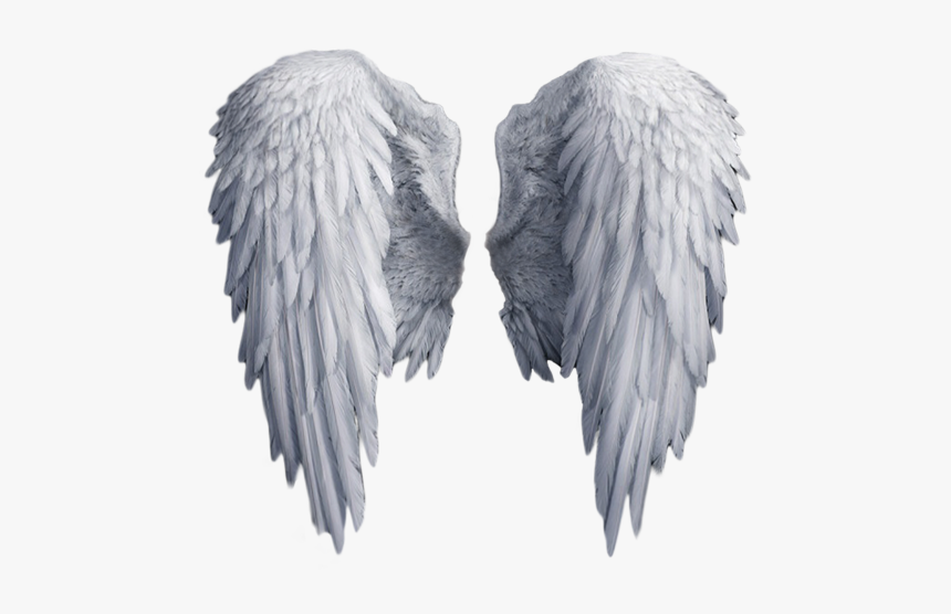 Detail Wings No Background Nomer 13