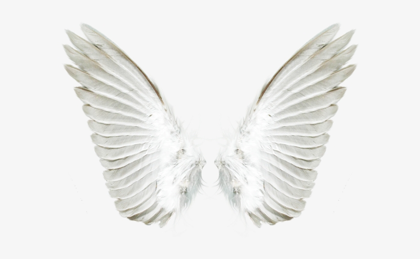 Detail Wings No Background Nomer 17