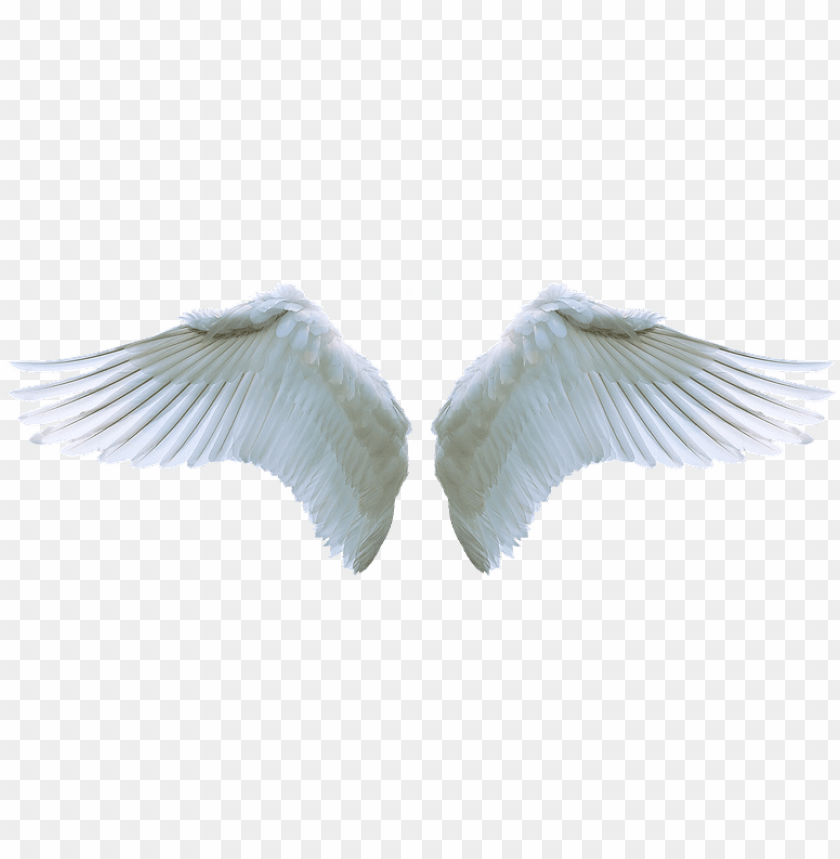 Detail Wings No Background Nomer 39