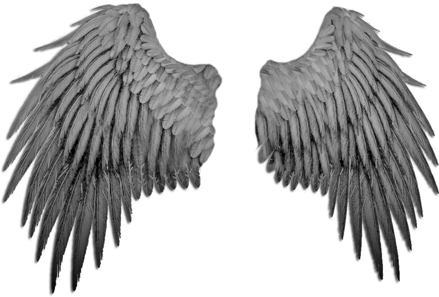 Detail Wings No Background Nomer 41