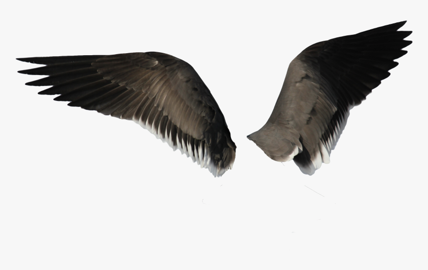 Detail Wings No Background Nomer 51