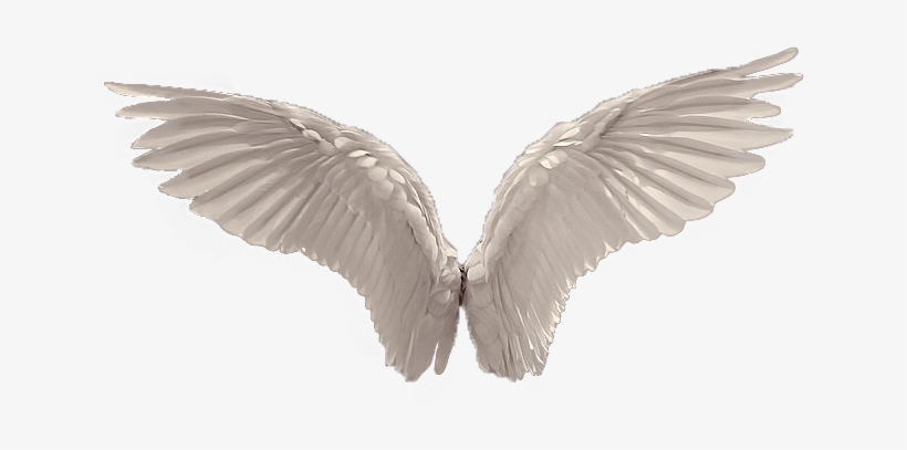 Detail Wings Png Transparent Nomer 8