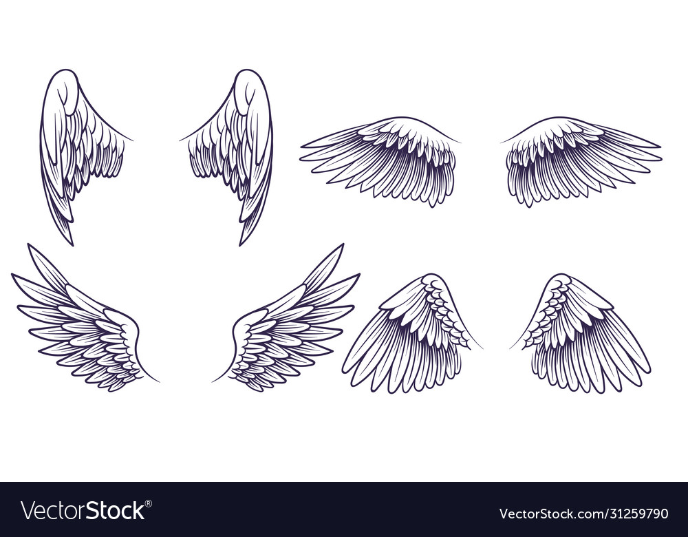Detail Wings Sketch Nomer 4