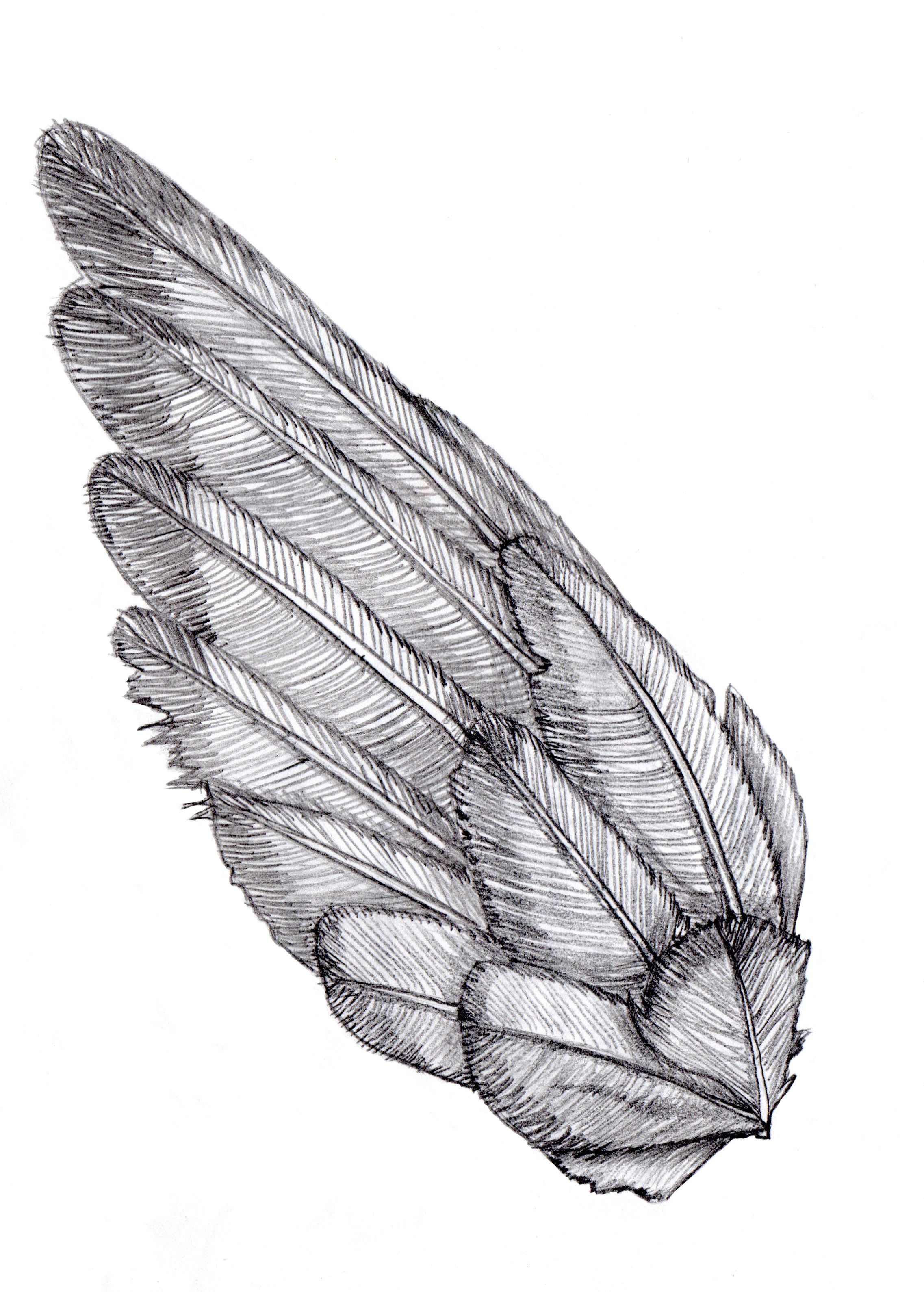 Detail Wings Sketch Nomer 35