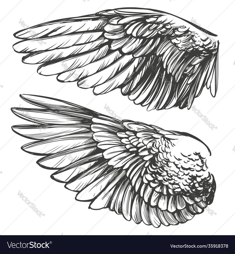 Detail Wings Sketch Nomer 43