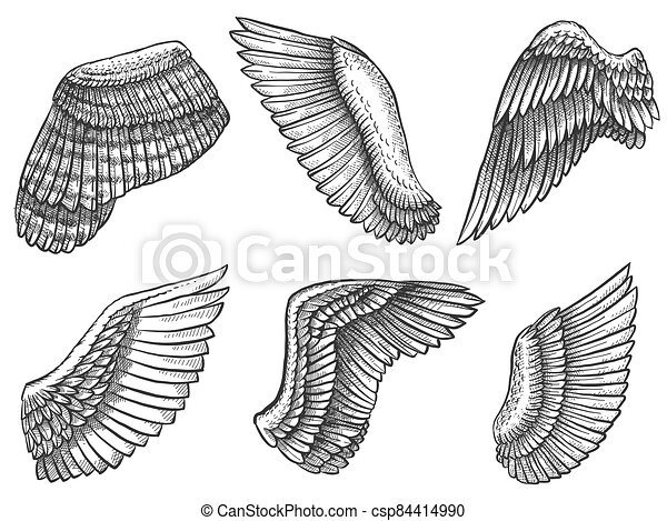 Detail Wings Sketch Nomer 44