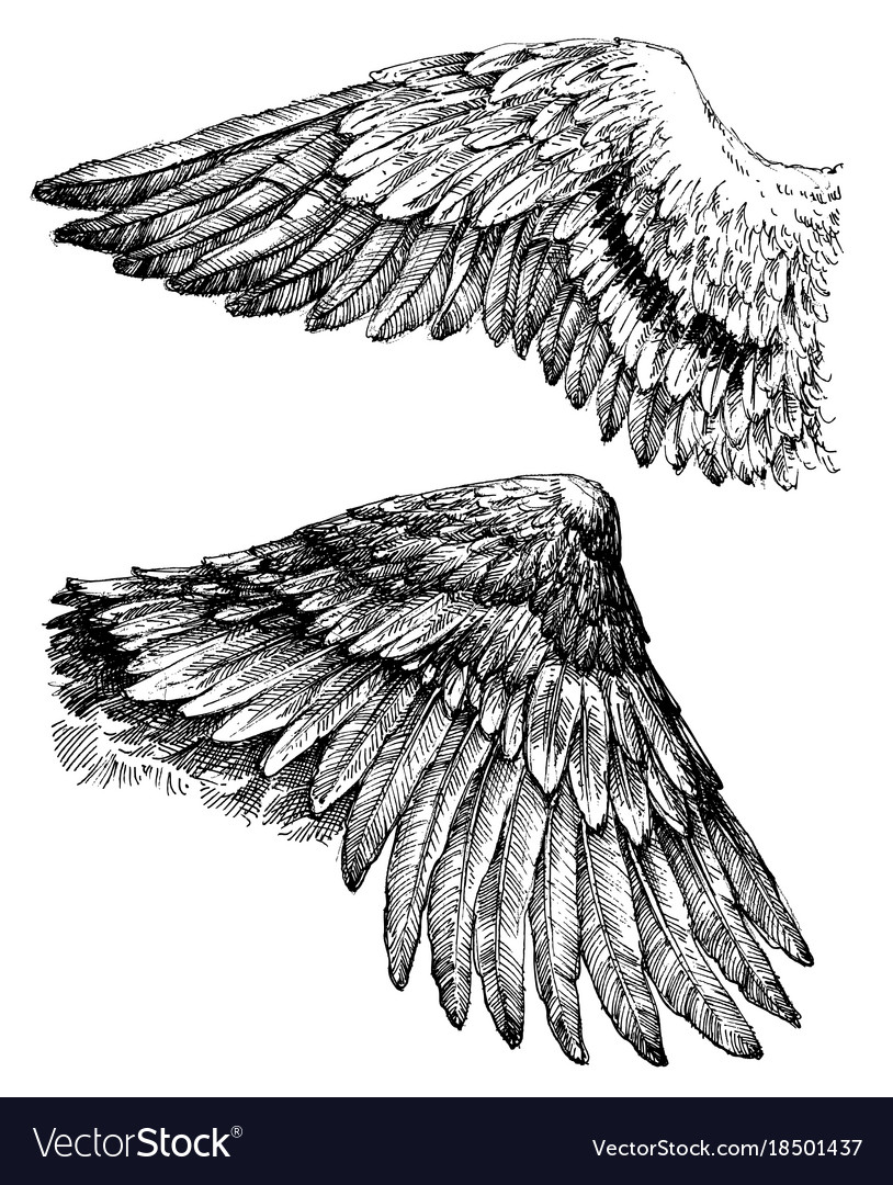 Detail Wings Sketch Nomer 45