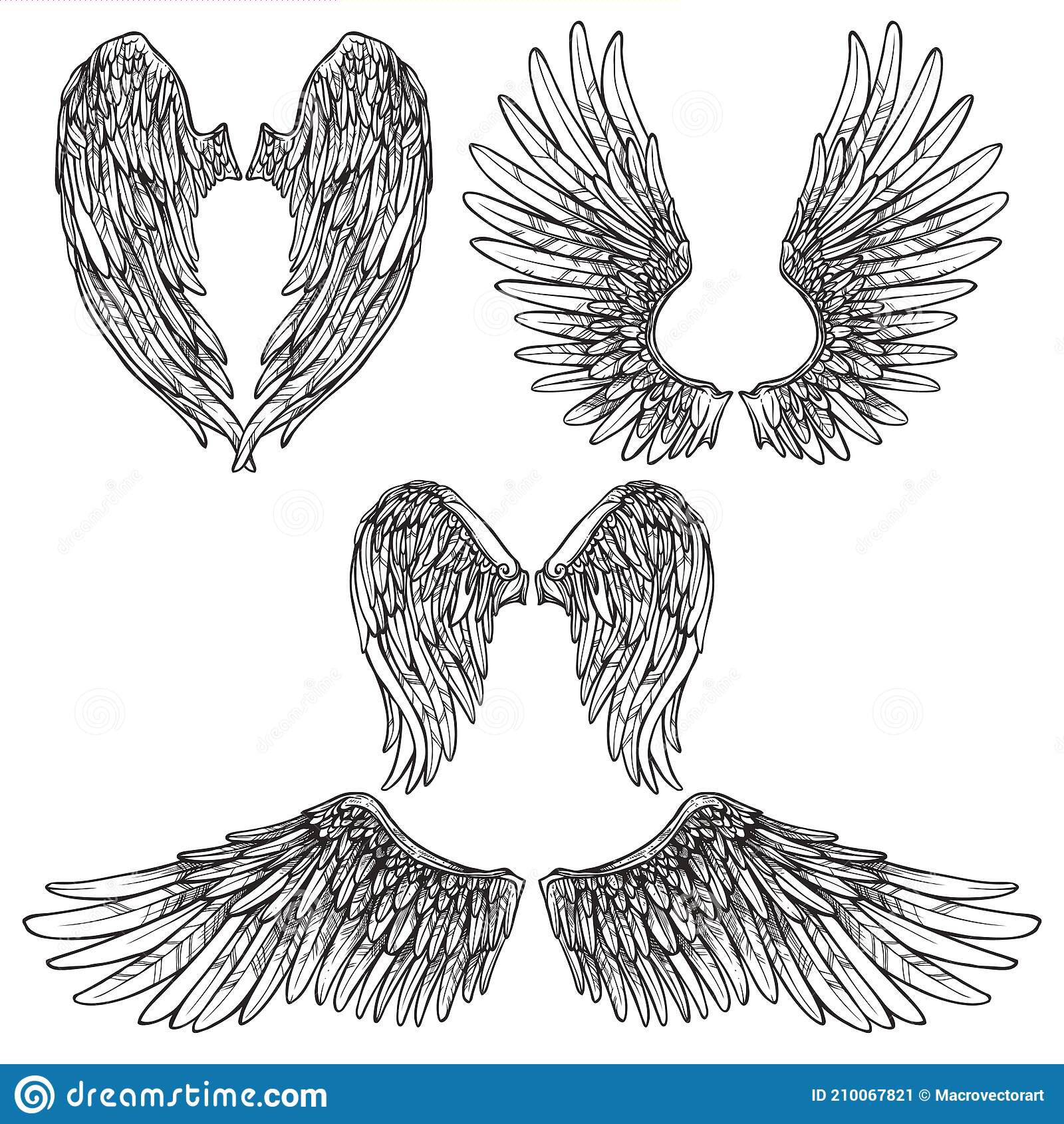 Detail Wings Sketch Nomer 8