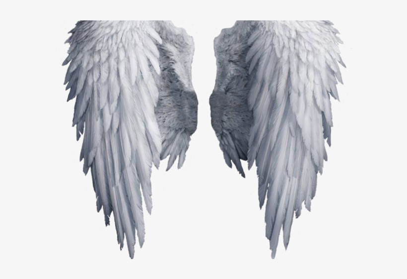 Detail Wings Transparent Background Nomer 12