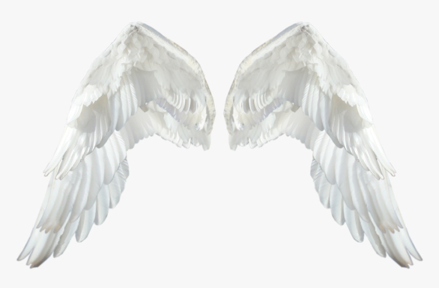 Detail Wings Transparent Background Nomer 14