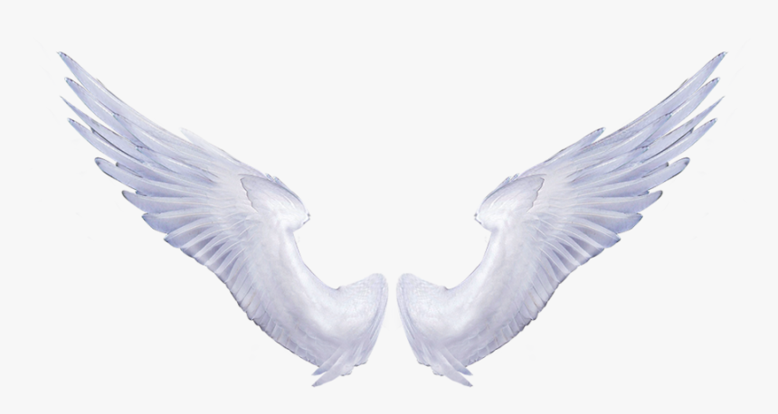 Detail Wings Transparent Background Nomer 18