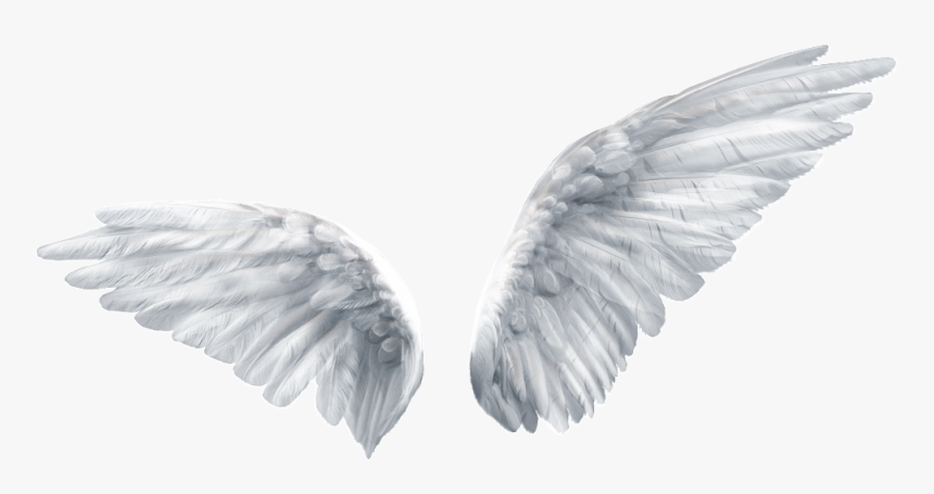 Detail Wings Transparent Background Nomer 2