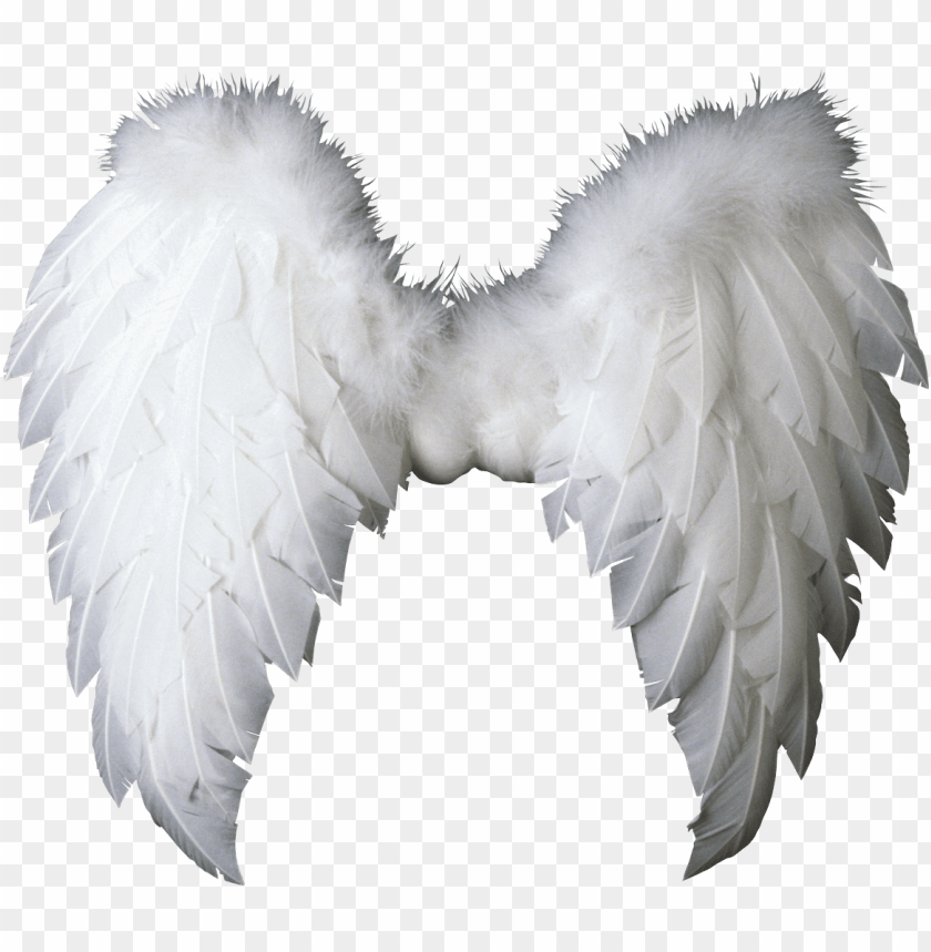 Detail Wings Transparent Background Nomer 25