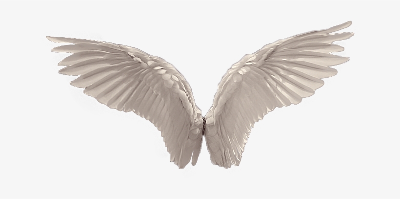 Detail Wings Transparent Background Nomer 26