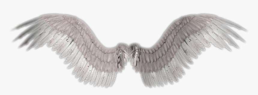 Detail Wings Transparent Background Nomer 29