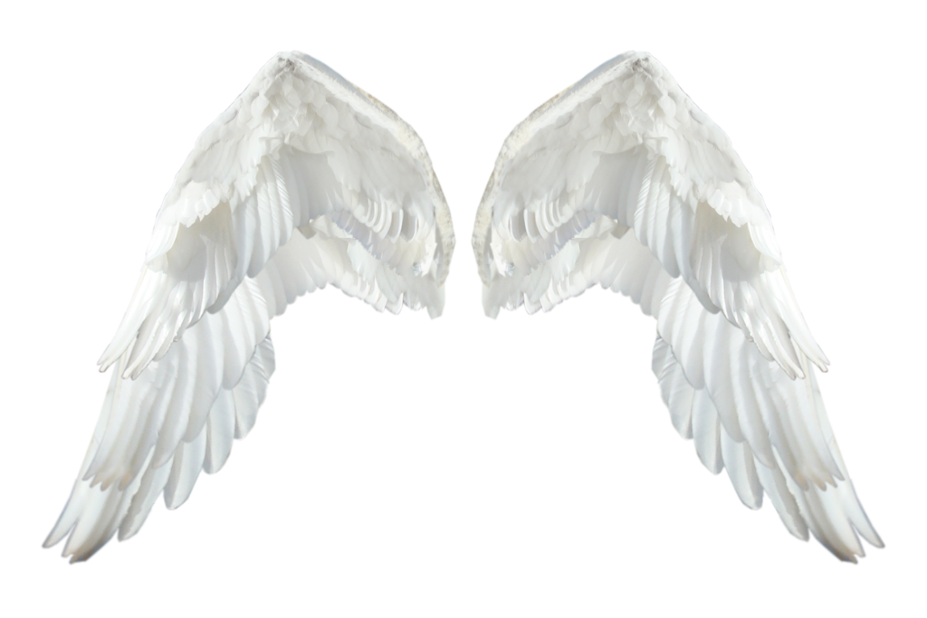 Detail Wings Transparent Background Nomer 31