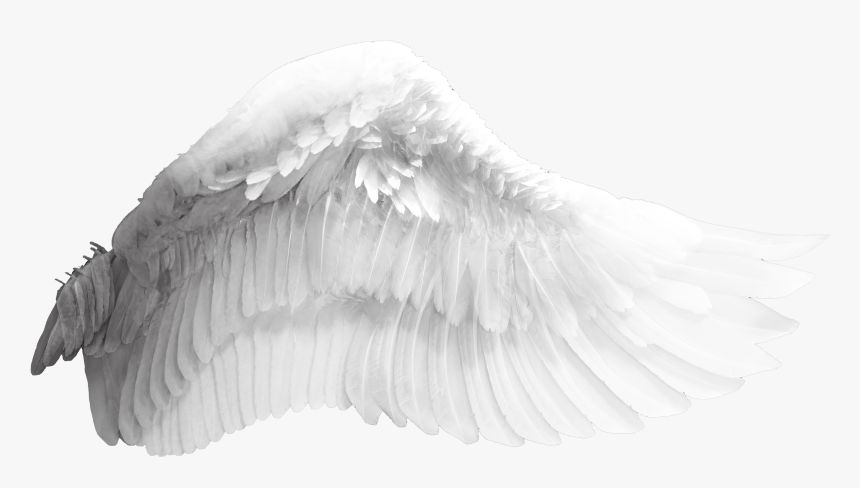 Detail Wings Transparent Background Nomer 34
