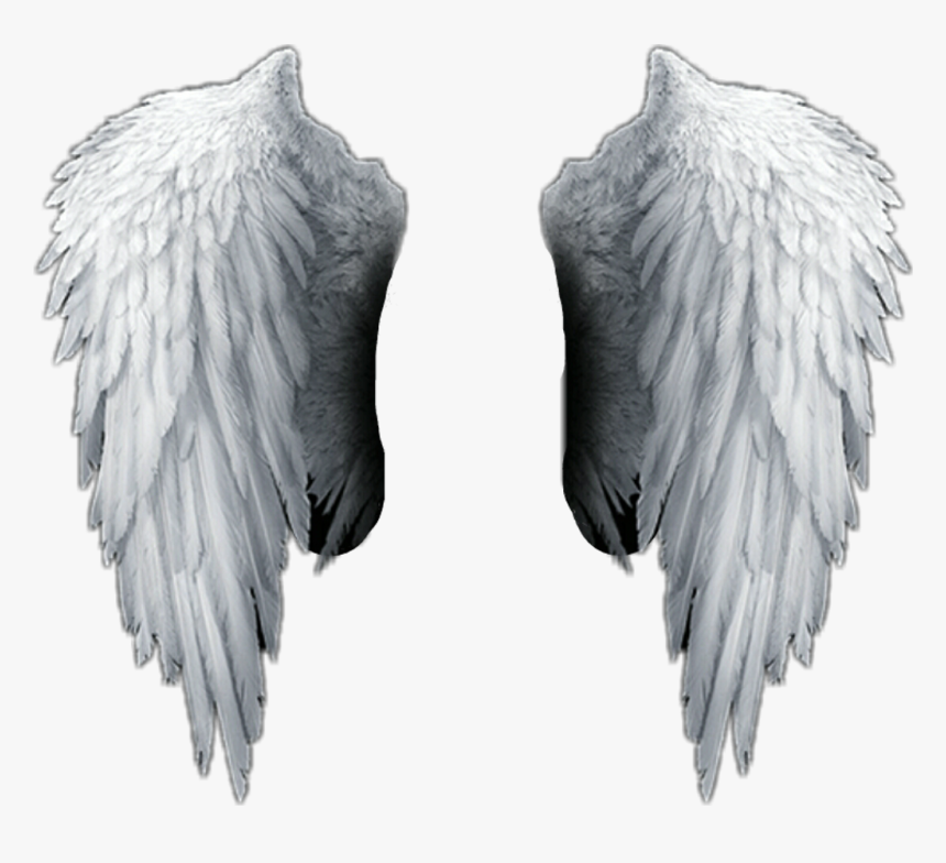 Detail Wings Transparent Background Nomer 5