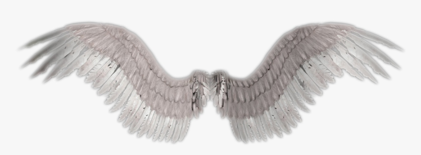 Detail Wings Transparent Png Nomer 32