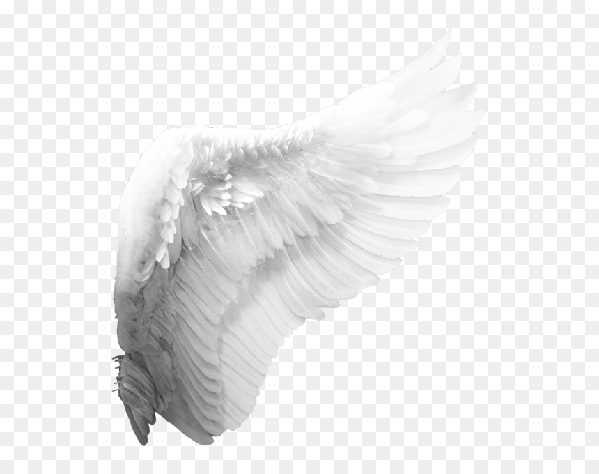 Detail Wings Transparent Png Nomer 38