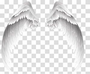 Detail Wings With Transparent Background Nomer 12