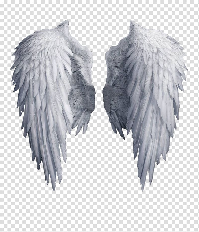 Detail Wings With Transparent Background Nomer 17