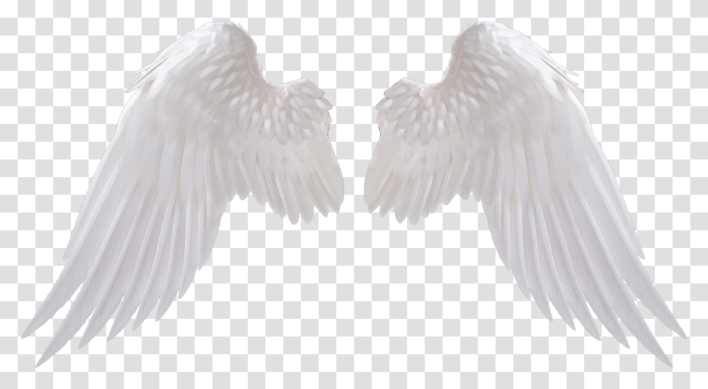 Detail Wings With Transparent Background Nomer 22