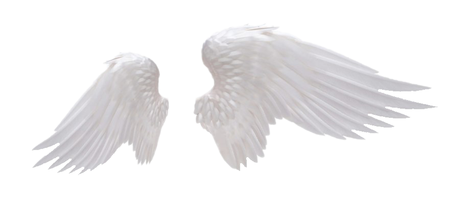 Detail Wings With Transparent Background Nomer 29