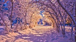 Detail Winter Background Hd Nomer 37