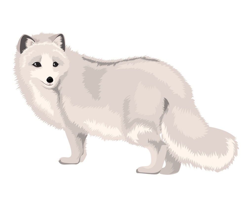 Detail Winter Fox Clipart Nomer 29