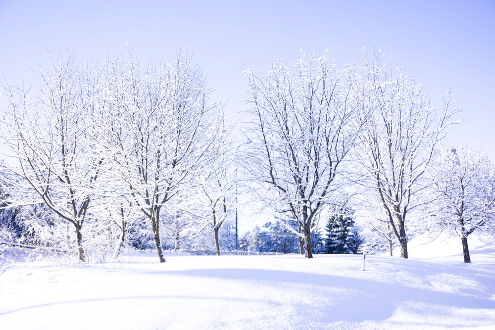 Detail Winter Images Free Download Nomer 10
