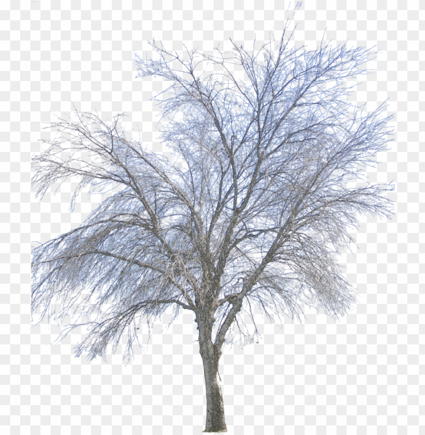 Detail Winter Transparent Background Nomer 28