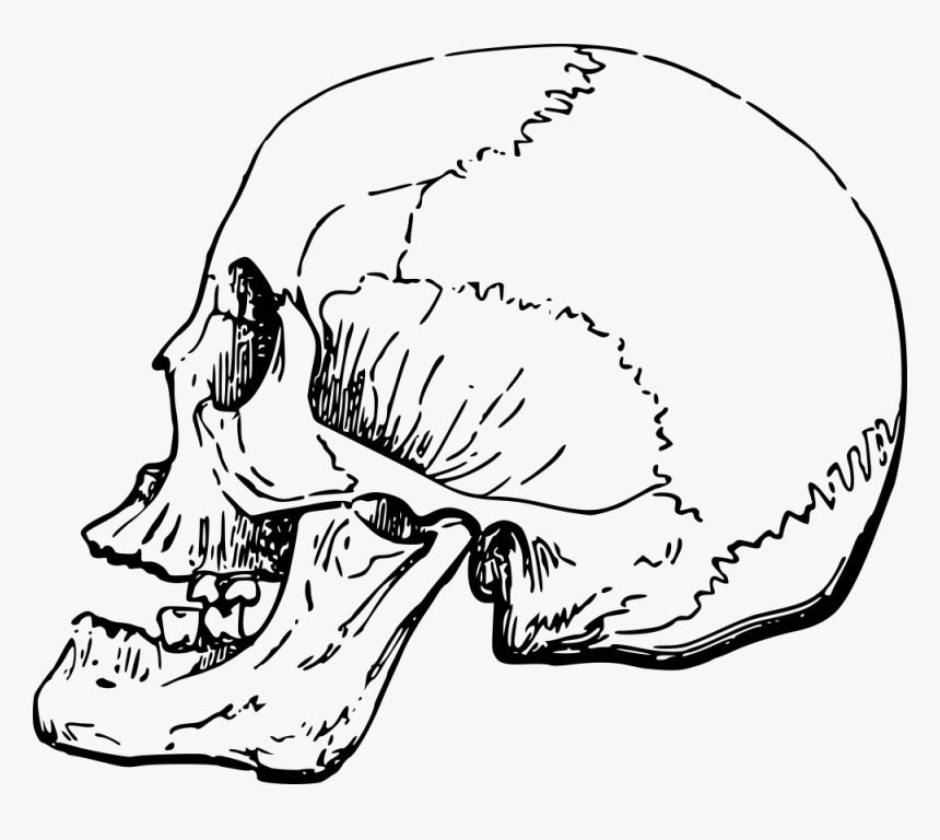 Detail Skull Side Png Nomer 11