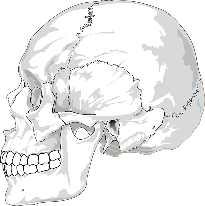 Detail Skull Side Png Nomer 20