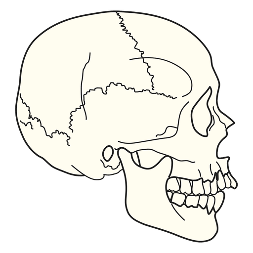 Detail Skull Side Png Nomer 44