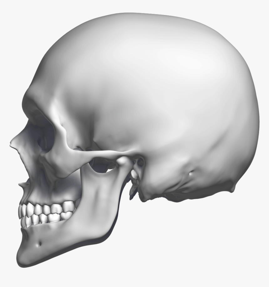 Detail Skull Side Png Nomer 6