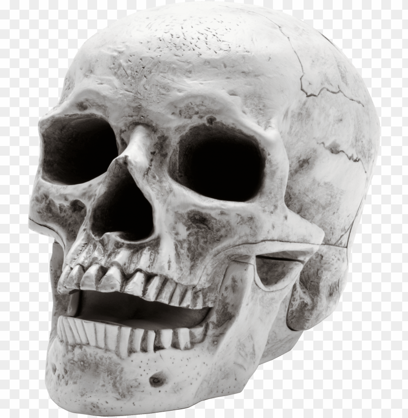 Detail Skull Side Png Nomer 8